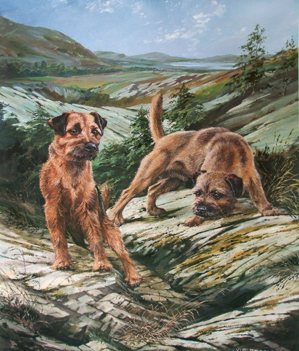 Border terrier best sale hunting